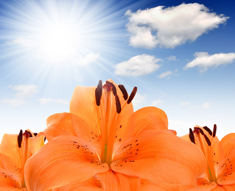 flowers flowers  / lady flowers