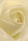Nestled at the heart of Elmers End's floral artistry, this intimate close-up draws you into the serene embrace of a white rose in full bloom. Petals curl and spiral gently, each with a matte, creamy finish that perfectly captures the soft morning light filtering through local shopfronts near Elmers End station. Subtle shadows create depth between the ivory folds, offering a sense of both peace and quiet celebration-a mood reminiscent of private moments spent in the community's green spaces or exchanging heartfelt gestures between friends. The texture appears as delicate as silk brushed by early mist, with the outermost petals nearly translucent, tracing nature's wisdom in their flawless arrangement. As a mindful expression of sympathy, admiration, or even new beginnings for someone in the Elmers End neighbourhood, this rose carries an understated scent, gentle yet unmistakable. Every touch, curve, and hue is a testament to the local florist's artistry, transforming the bloom into a living symbol of reverence and care. Whether marking a significant life event or simply offering solace, this rose radiates grace and emotional resonance-capturing the very essence of what it means to give or receive flowers in Elmers End.